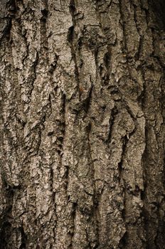 Bark of oak tree textured surface with small details