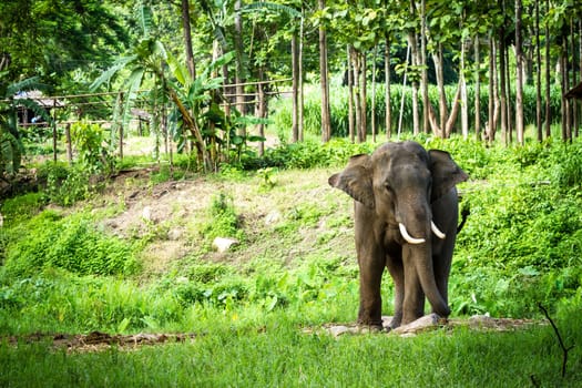 CHIANG MAI, THAILAND - June 14, 2012: Mature male bull elephant with long tusks stands in the middle of the forest in the jungle of Chiang Mai. There are many conservation park in Chiang Mai.