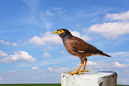 Common mynah bird on cloudy sky background