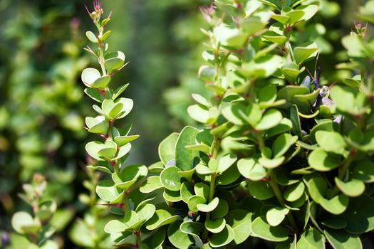 Green bush macro, sunny day