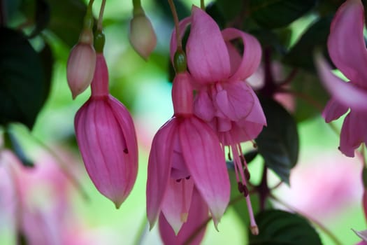 Pink fuchsia flowers, outside