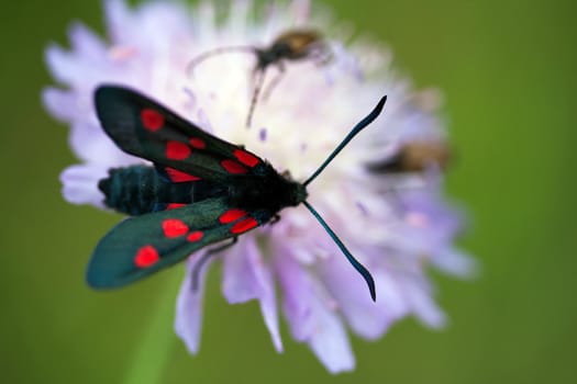 Black butterfly sitting on wildflower