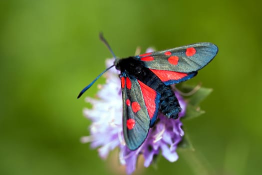 Black butterfly sitting on wildflower