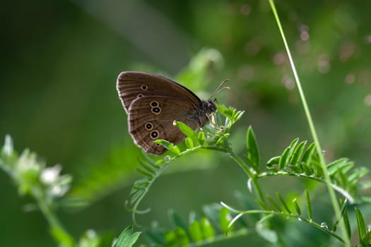 Brown butterfly sitting on wildflower