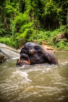 CHIANG MAI, THAILAND - June 14, 2012: Mature elephant sits in the middle of the waterfall, river with its head poking out. There are many conservation park in Chiang Mai.