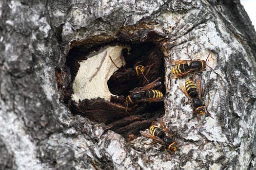 Hornets nest in the hollow of a tree