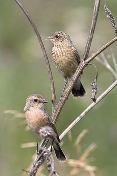 Whinchat and a young  whinchat sit on thistles