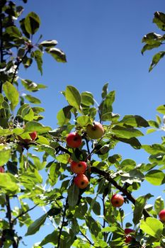 apple tree