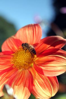 flower with bee