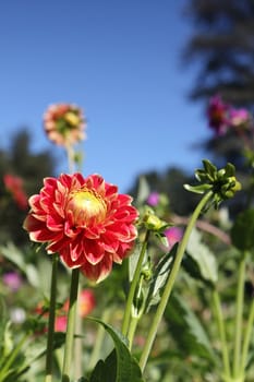 flower meadow and blue sky