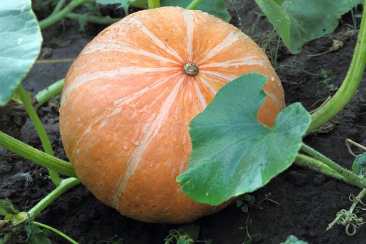 striped orange pumpkins growing in the garden