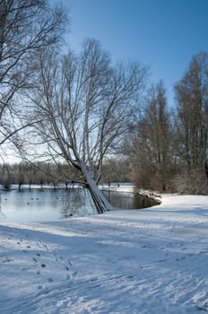 dutch landscape in the snow