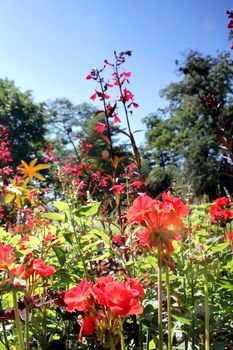 red flower meadow and blue sky