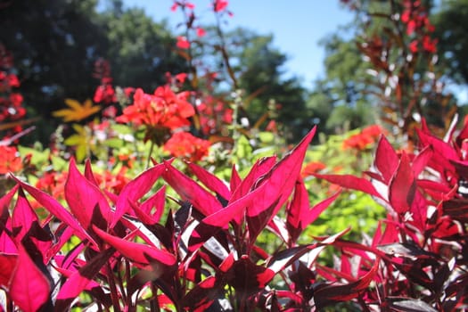 red flower meadow and blue sky