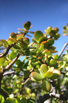 thick leaf plant and summer sky