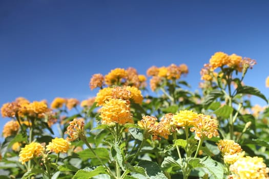 yellow flower meadow and blue sky