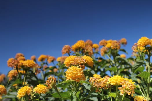 yellow flower meadow and blue sky