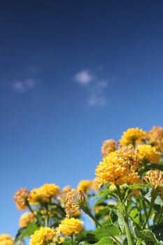 yellow flower meadow and blue sky