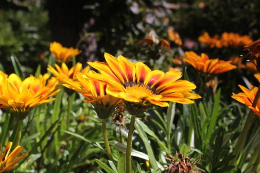 yellow flower meadow