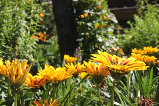 yellow flower meadow