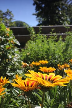 yellow flower meadow