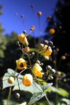 yellow flower and blue sky