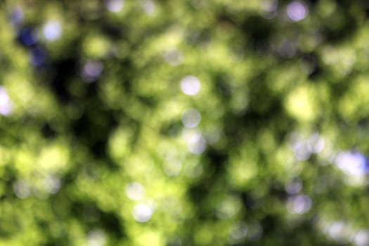 green plant blur background