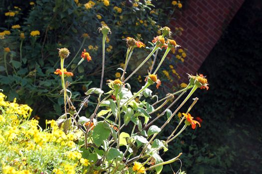 park flowers