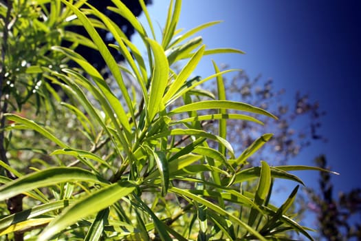 green summer plants