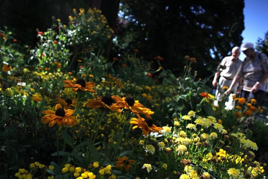 summer meadow in the park