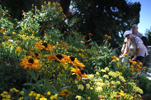 summer meadow in the park