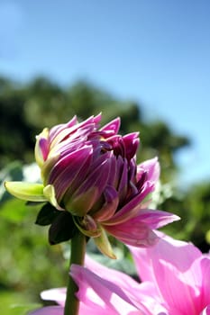 pink flower