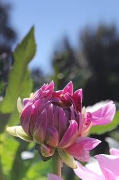 pink flower