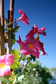 pink flowers