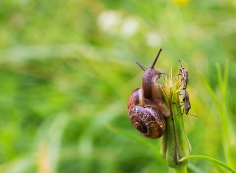 Close-up of crawling snail on green leaf early in the forest..