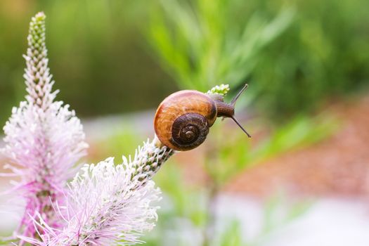 Close-up of crawling snail on green leaf early in the forest..