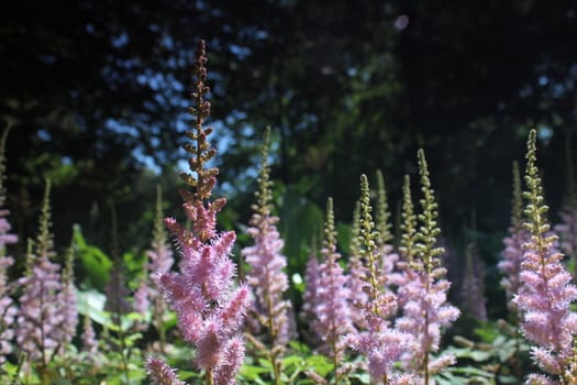 pink flower forest