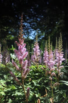 pink flower forest