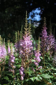 pink flower forest