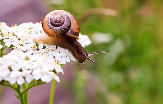 Close-up of crawling snail on green leaf early in the forest..