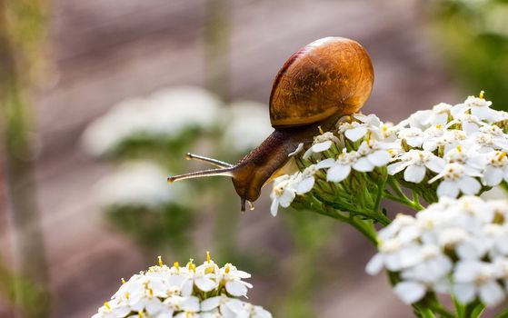 Close-up of crawling snail on green leaf early in the forest..