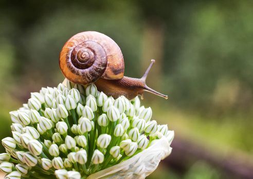 Close-up of crawling snail on green leaf early in the forest..