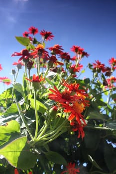 red flower meadow and blue sky