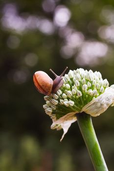 Close-up of crawling snail on green leaf early in the forest..