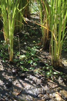 reed in a swamp