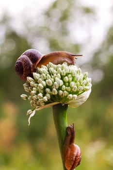 Close-up of crawling snail on green leaf early in the forest..