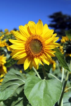 sunflower and blue summer sky