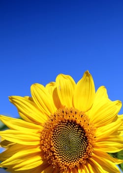 half of a sunflower and blue summer sky