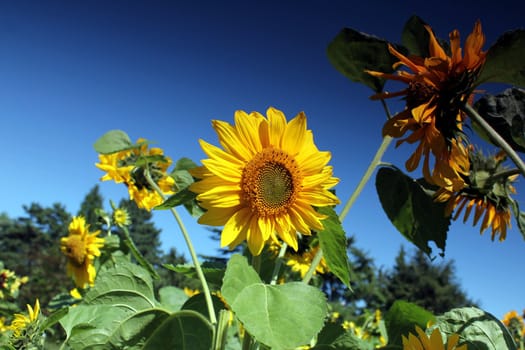 sunflowers and blue summer sky