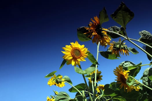 sunflowers and blue summer sky